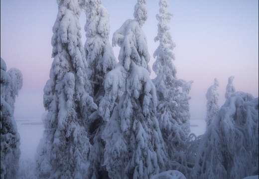 koli22
