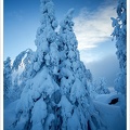 koli43