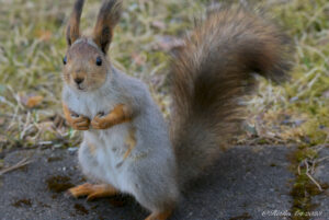 Orava seisoo laatoituksella