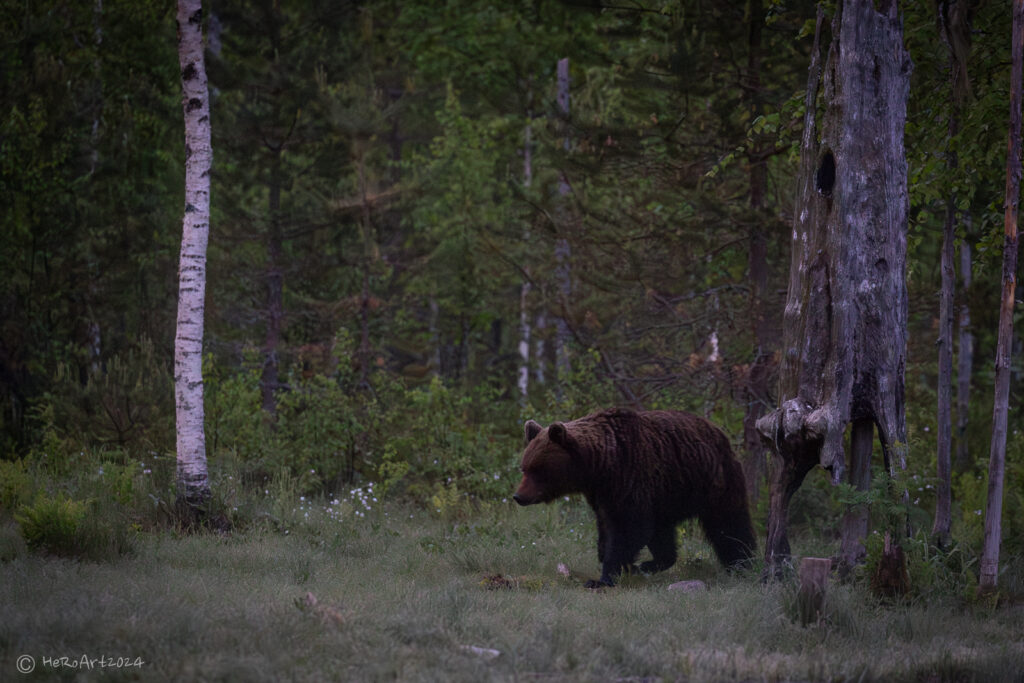 Karhu iltahämärissä