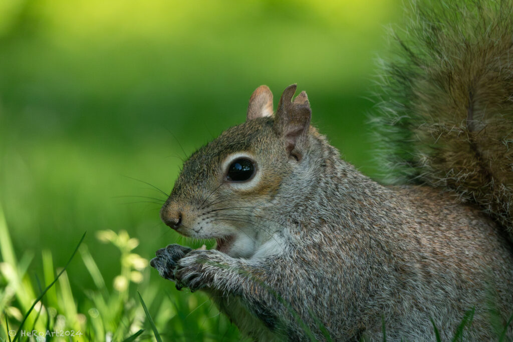Hyde Parkin orava