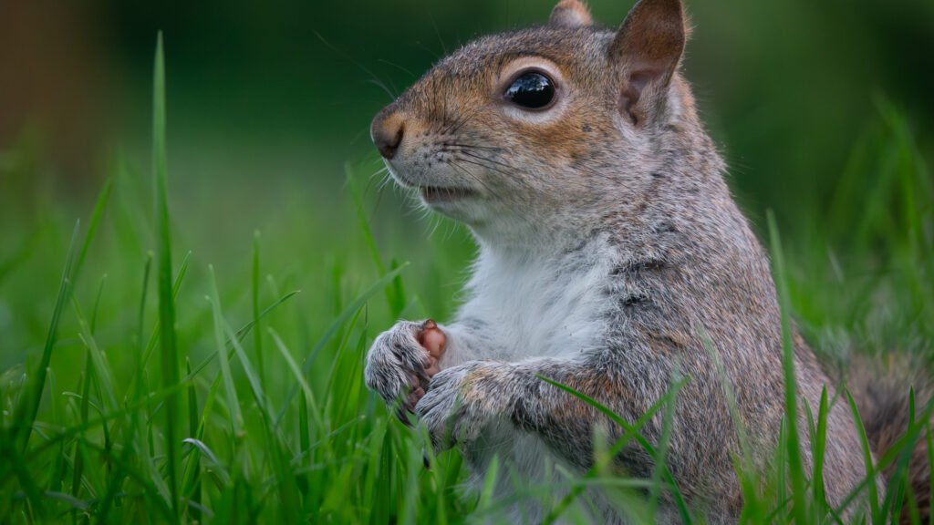 Orava Hyde Parkin ruohikolla