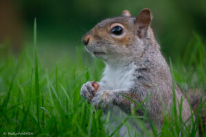 Orava Hyde Parkin ruohikolla