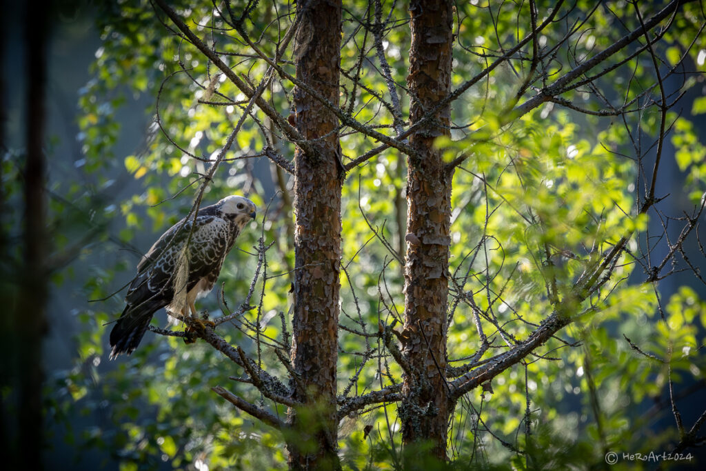Vaalea hiirihaukka puun oksalla