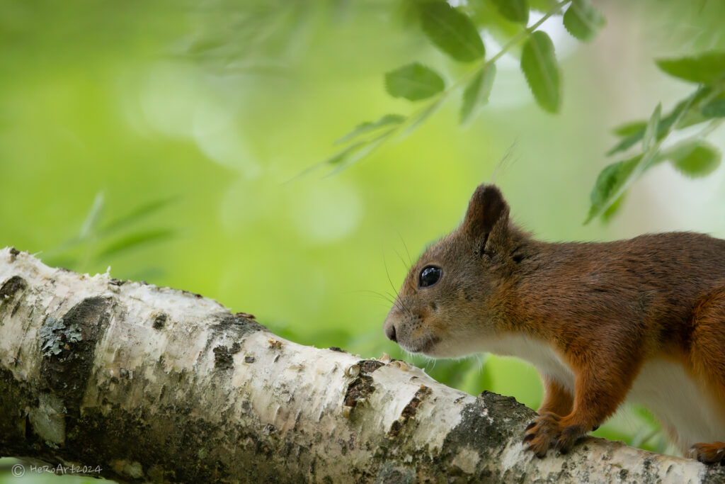 Orava oksalla