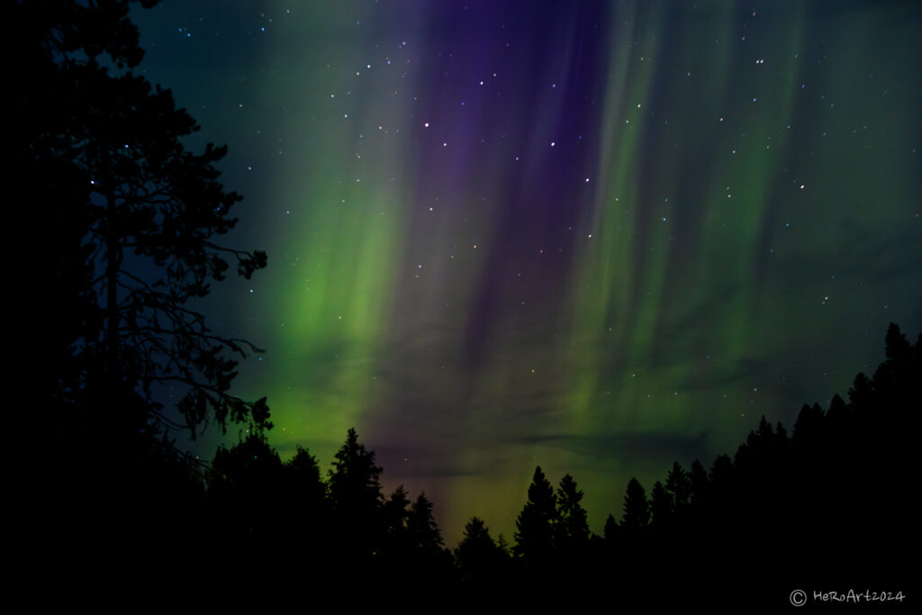 Revontulet ja metsänraja taivasta vasten