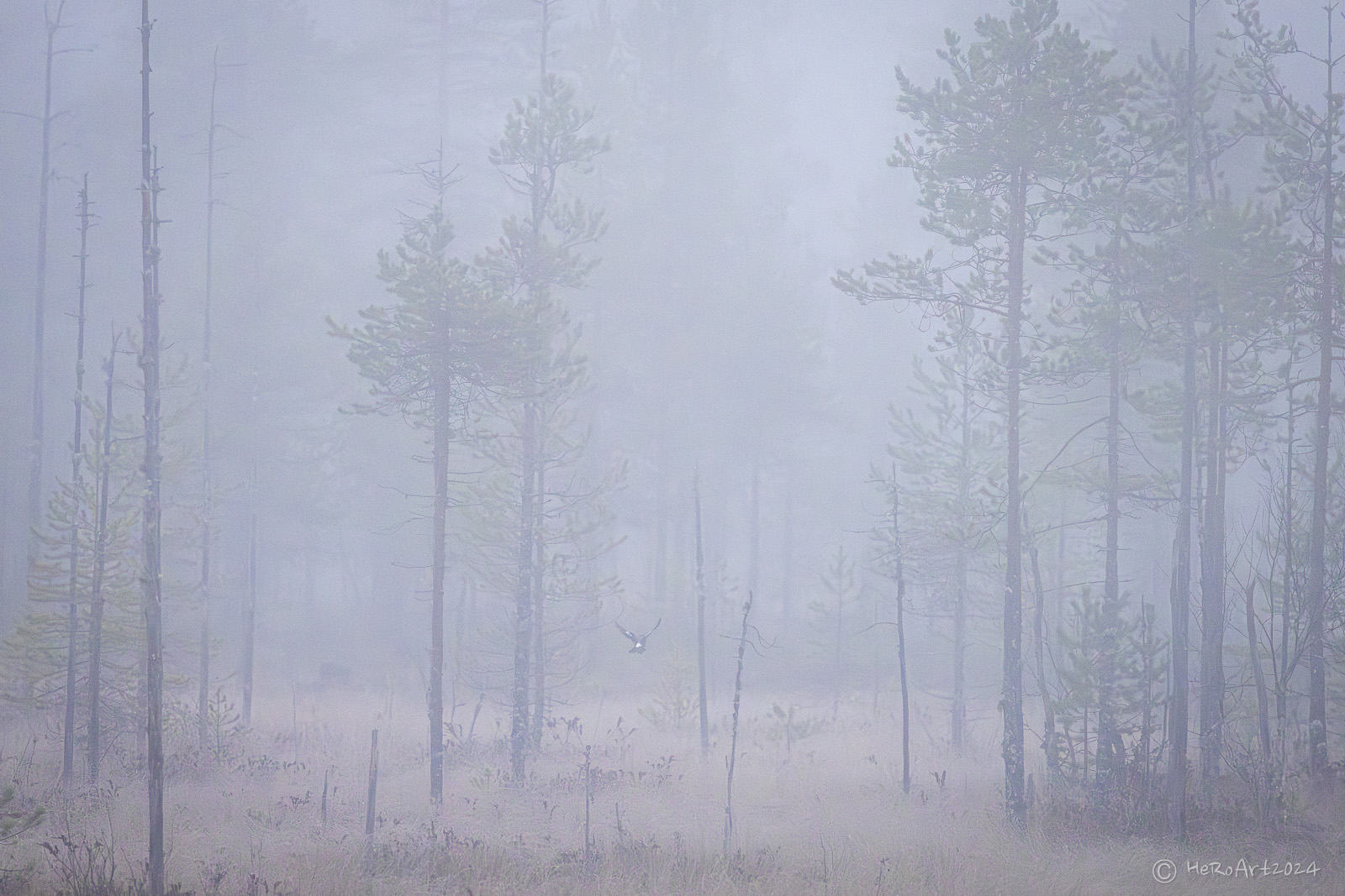 Sumuinen suometsä ja närhi